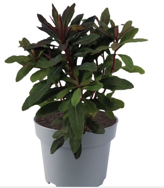 Euphorbia amygdaloides var. robbiae